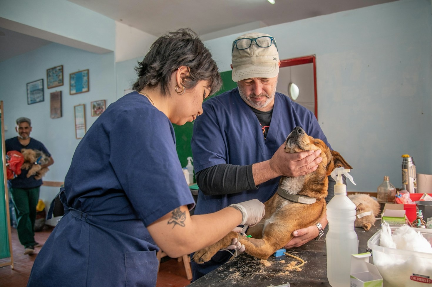 Como escolher o melhor veterinário para o seu filhote