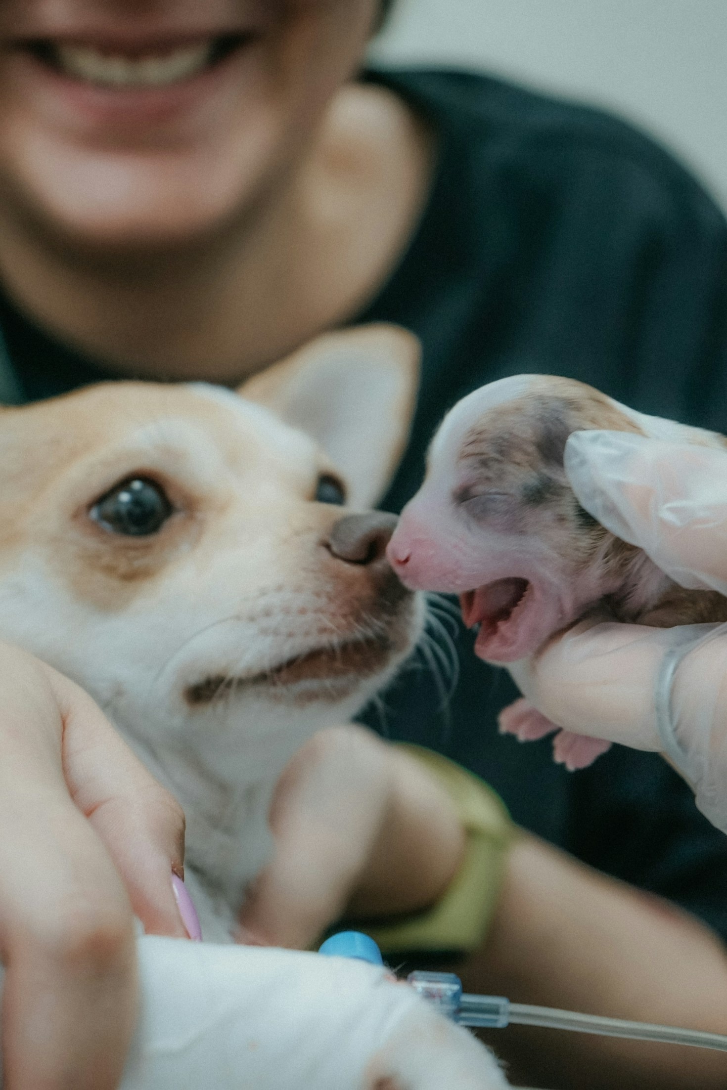 Principais sinais de emergência veterinária que você nunca deve ignorar