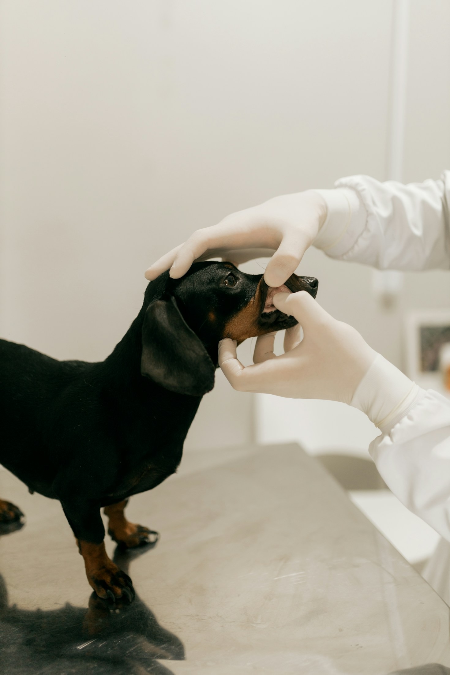 Cuidados com pets idosos: a importância do acompanhamento constante